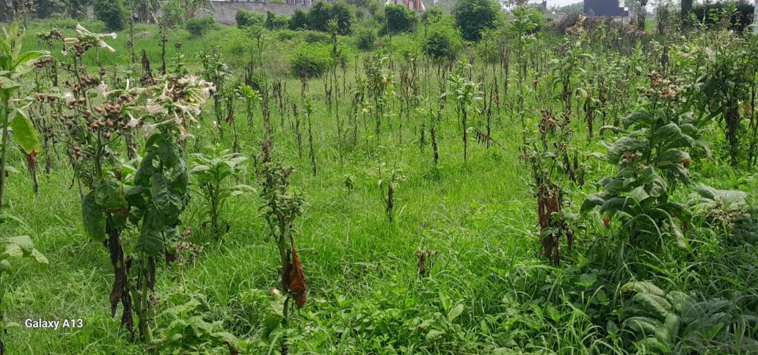 Petani Tembakau Klaten Alami Kerugian Ratusan Juta Rupiah.